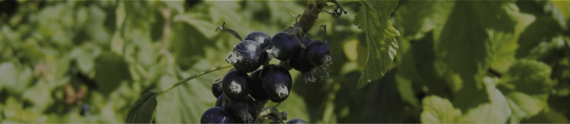 Découvrez la gamme de Crème de Cassis de Dijon de la Maison Briottet